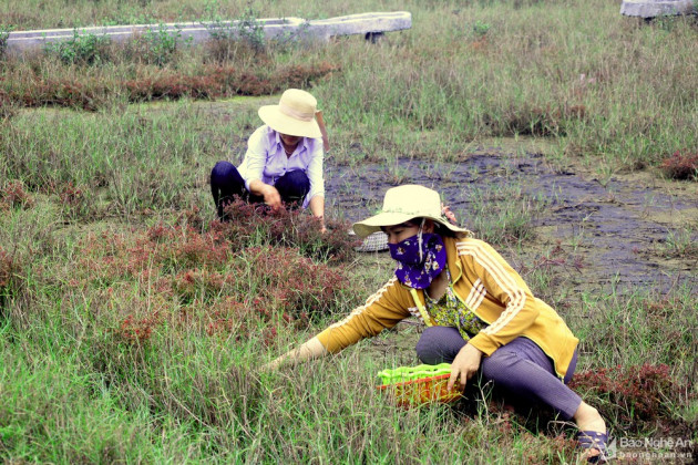 truoc la rau dai, nay thanh dac san chi co o dong muoi xu nghe hinh anh 2