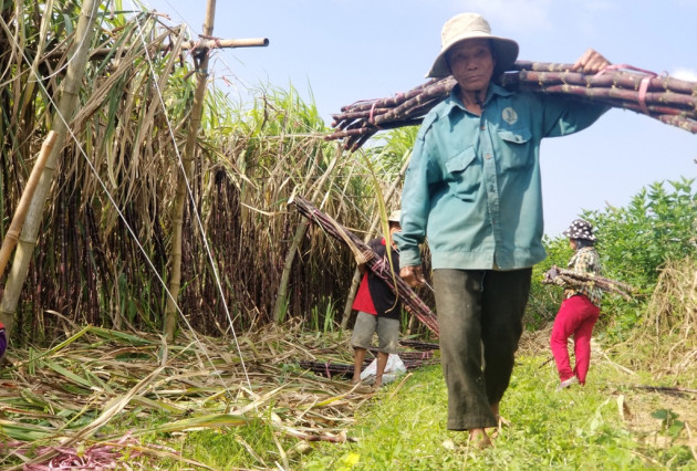 tt-hue: trong mia ngot lu, chuot can pha du dan, dan rau vi ban e hinh anh 1