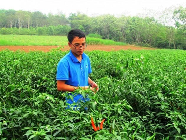 tu israel ve, trai xu thanh lam giau tu trong dua vang cong nghe cao hinh anh 6