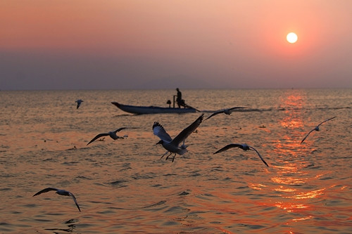 tung dan chim hai au tranh nhau bat ca tren song o kien giang hinh anh 6