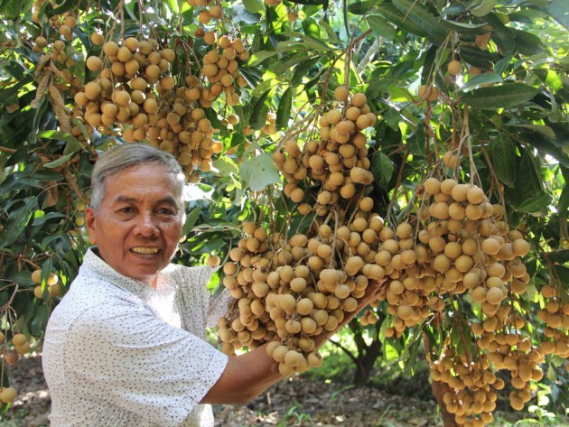 vai, nhan du bao duoc mua lon nhat trong 5 nam hinh anh 1