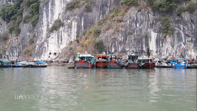 vang khach du lich vi virus corona, hai san quang ninh rot gia manh hinh anh 3