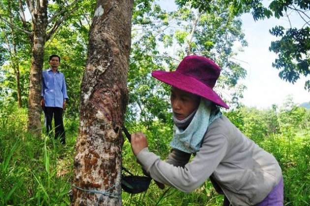 "Vàng trắng" đang tăng gần 10 triệu/tấn, nông dân hồ hởi đi cạo mủ