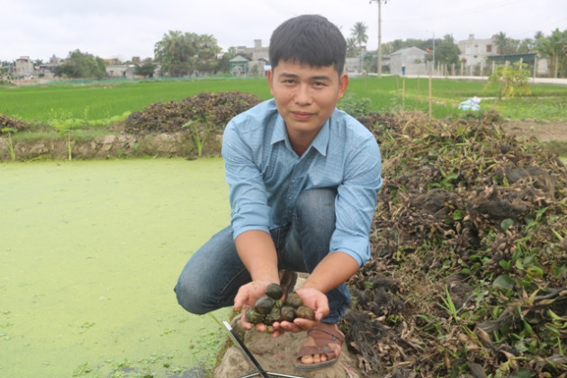 ve que nuoi oc nhoi de khoe lon nhanh, trai dieu duong doi doi hinh anh 2