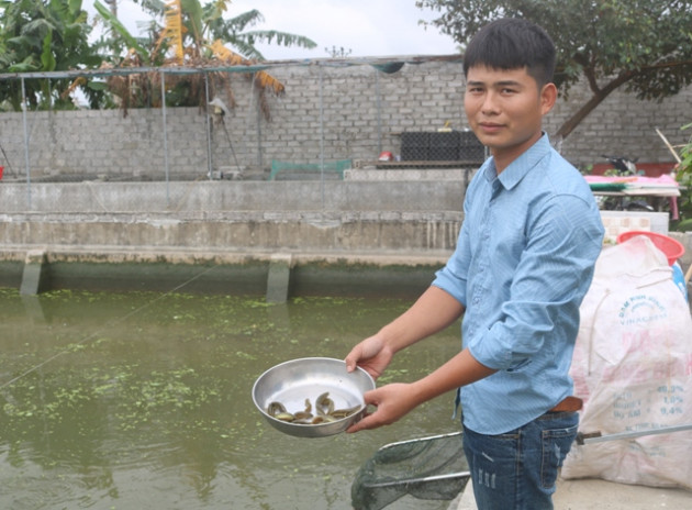 ve que nuoi oc nhoi de khoe lon nhanh, trai dieu duong doi doi hinh anh 8