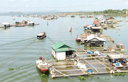 vi sao cham di doi nuoi ca be ve khu quy hoach tren ho tri an? hinh anh 1