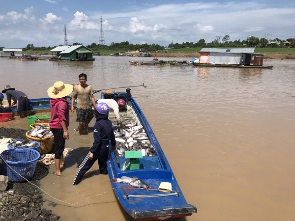 vi sao cham di doi nuoi ca be ve khu quy hoach tren ho tri an? hinh anh 2