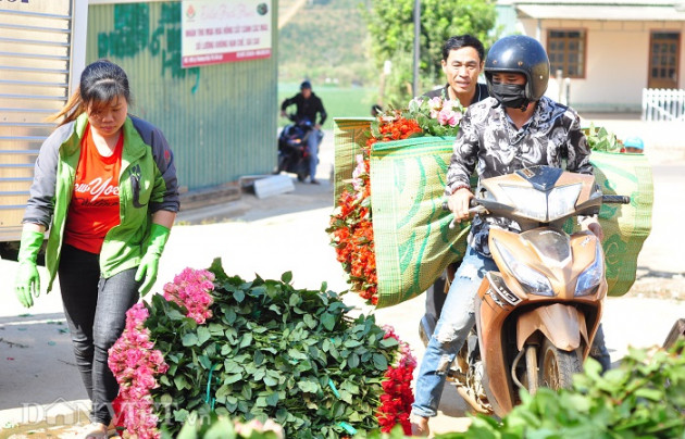 virus corona khien gia hoa hong da lat chi con 2.000 dong/bong hinh anh 3