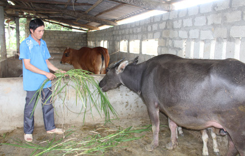 Vỗ béo cho "đầu cơ nghiệp", nhà nông xứ Tuyên lãi 3-5 triệu/con