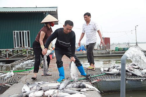 Vụ 120 tấn cá chết ở Hải Dương: Hơn 10 tỷ trôi theo dòng nước “lạ”