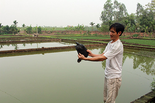 Vùng chiêm trũng dân làm giàu nhờ nuôi ba ba gai, trồng rau cần