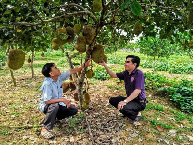 vung dat dan lam giau nho trong cay dac san, nuoi ong mat hinh anh 3