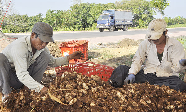 Vùng đất trồng củ lùn trên đất đá ong, dân khấm khả hẳn lên