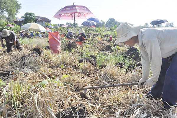 vung dat trong cu lun tren dat da ong, dan kham kha han len hinh anh 2
