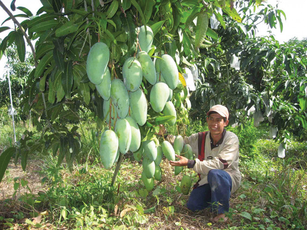 Vùng đất trồng giống xoài quả to dài, bán đi 40 nước, ai cũng khen