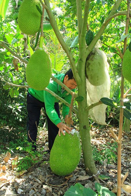 vuon cay o day xanh tot, trai mit thai to dung giua thoi han man hinh anh 2