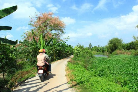 vuon cay o day xanh tot, trai mit thai to dung giua thoi han man hinh anh 4