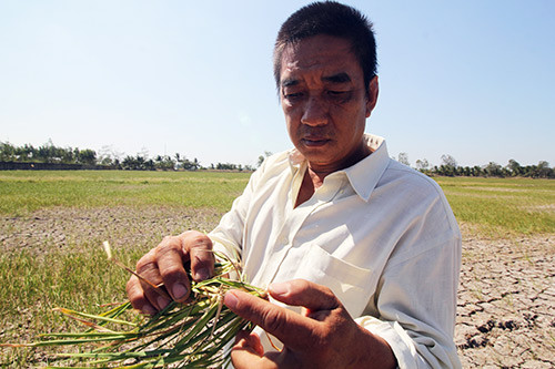 “Xé rào” trồng lúa (Bài 4): Đương đầu cực đoan, hậu quả đáng tiếc!