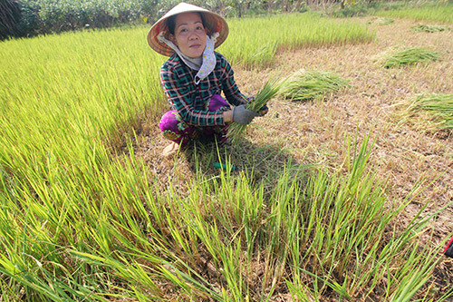 “xe rao” trong lua, trang tay vi han man, dau long cat bo cho bo an hinh anh 1