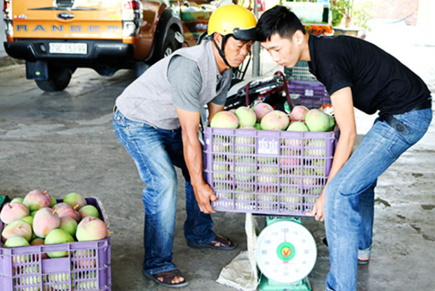 Xoài Úc to bự chín đỏ, mắt nhà vườn cũng đỏ vì ngóng người mua