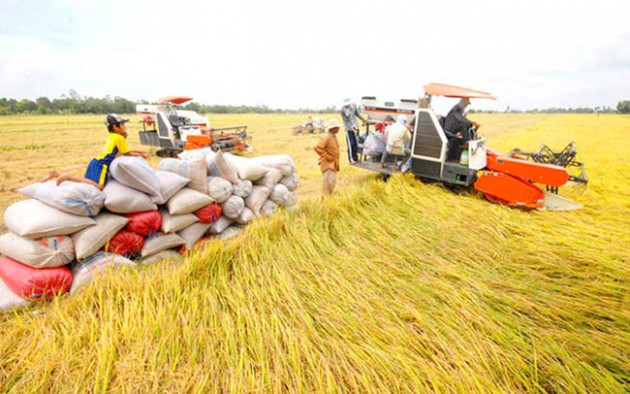 Xuất khẩu gạo: Bị phản ánh “không tiếp thu” ý kiến, Bộ Công Thương nói gì?