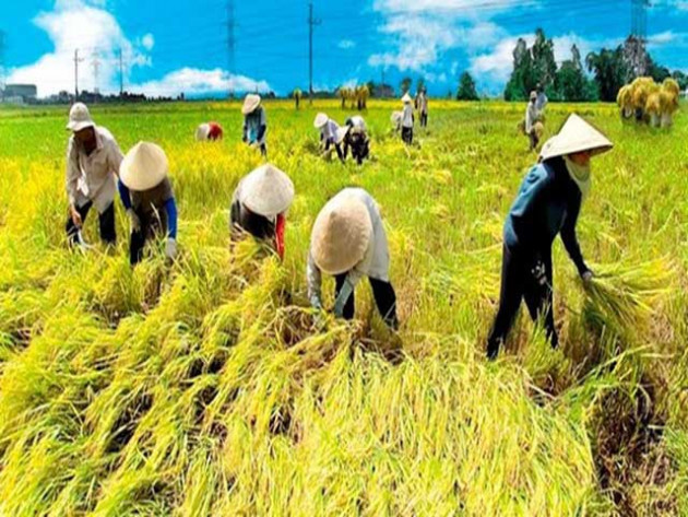 xuat khau gao: gio la luc chuan bi tot vu lua he thu hinh anh 2