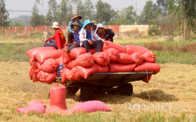 xuat khau gao: vua duoc gia, vua khich le nong dan tang san xuat hinh anh 2