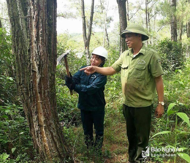 Xuất khẩu nhựa thông, nơi này thu về mỗi năm 7 tỷ đồng