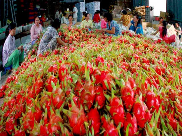 Xuất khẩu thanh long qua biên mậu tăng 1.291 tấn trong một ngày