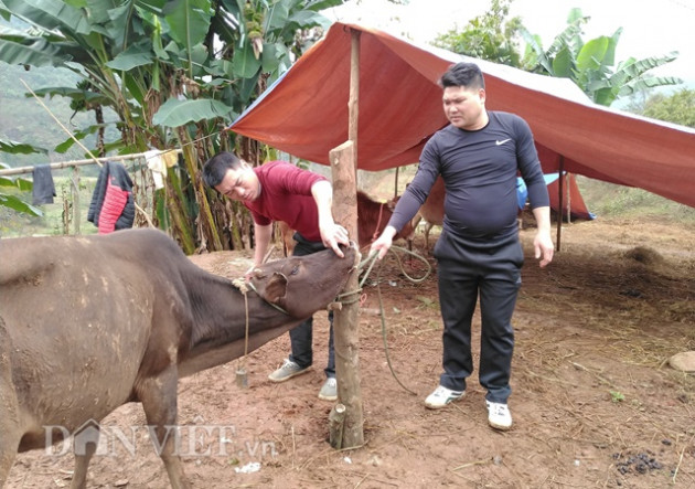 Yên Bái: Xuất hiện dịch lở mồm long móng, cấp tốc khử trùng