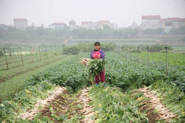 Cận cảnh người dân ngậm ngùi vứt bỏ hàng trăm tấn củ cải vì ế ẩm - 1