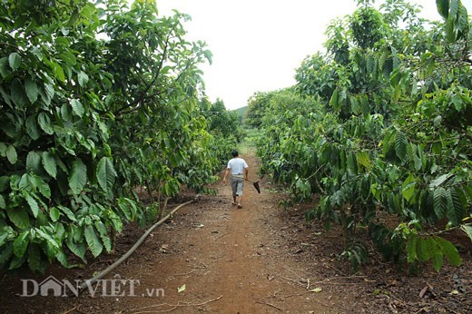 Cho bơ ở chung với cà phê, tưởng bị chê, ai ngờ có nguồn thu &#34;kép&#34; - 2