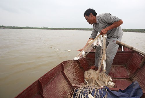 Đánh bắt &#34;lộc trời&#34; trên sông Hồng, thu tiền triệu mỗi ngày - 2