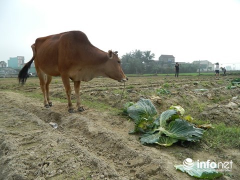 Hà Tĩnh: Rau rẻ như cho, nông dân chặt bỏ để làm phân - 4