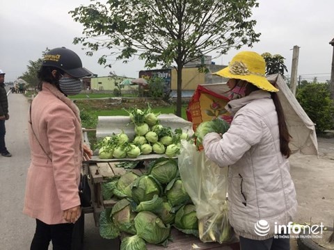 Hà Tĩnh: Rau rẻ như cho, nông dân chặt bỏ để làm phân - 9