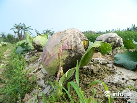 Hà Tĩnh: Rau rẻ như cho, nông dân chặt bỏ để làm phân - 5