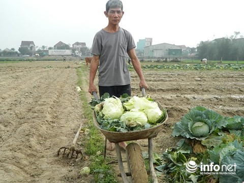 Hà Tĩnh: Rau rẻ như cho, nông dân chặt bỏ để làm phân - 3