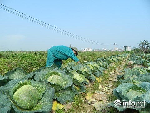 Hà Tĩnh: Rau rẻ như cho, nông dân chặt bỏ để làm phân - 6