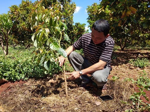 Lão nông lãi 300 triệu đồng/năm từ...vườn tiêu chết - 5