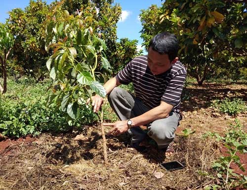 Lão nông Tây Nguyên lãi 300 triệu từ...vườn tiêu chết - 1