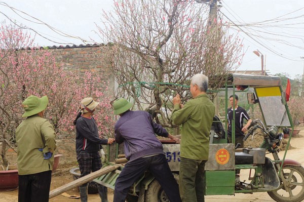 Nghề gom đào sau Tết: Đầu năm bỏ ít vốn, cuối năm lãi “khủng” - 1