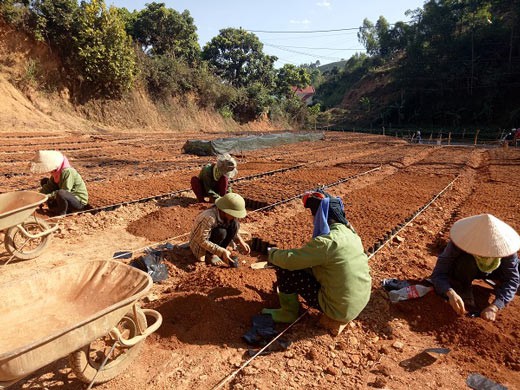 &#34;Nghề lạ&#34;: Nhặt hạt vứt đi ươm cây giống, ghép mắt lai, kiếm bộn tiền - 3