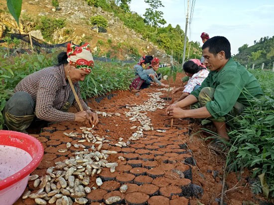 &#34;Nghề lạ&#34;: Nhặt hạt vứt đi ươm cây giống, ghép mắt lai, kiếm bộn tiền - 4