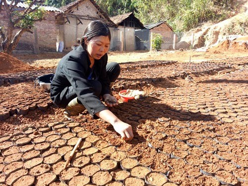 &#34;Nghề lạ&#34;: Nhặt hạt vứt đi ươm cây giống, ghép mắt lai, kiếm bộn tiền - 2