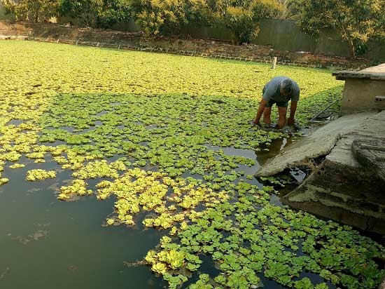 Thả ba ba la liệt trong 2.000m2 ao, lãi gần 1/2 tỷ đồng mỗi năm - 1