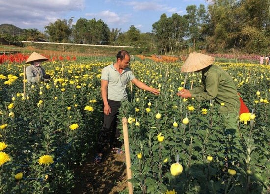 Trồng 0,7ha hoa cúc, 8x &#34;đút túi&#34; hơn 200 triệu đồng mỗi năm - 1