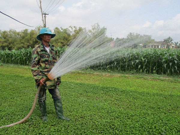 Trồng rau má, lãi 70 triệu/tháng, lão nông xứ Quảng tậu được cả xe hơi - 2