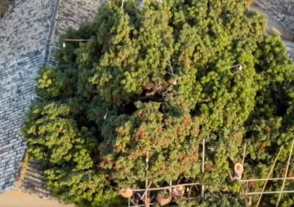 Cây vải cổ thụ 1.500 tuổi ở Trung Quốc ra quả hiếm - Ảnh 1