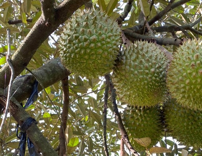 Khi đại gia tặng sầu riêng, nước mắm, trứng, chuối... - Ảnh 1