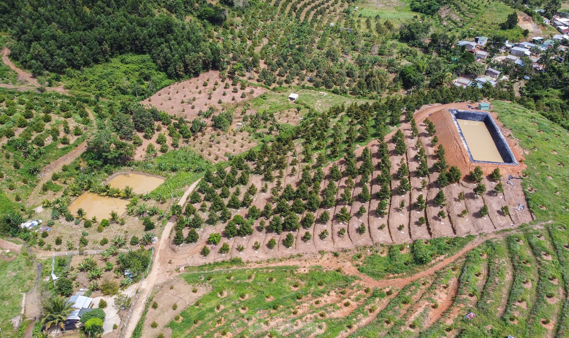 Nông dân 'hái ra tiền' nhờ giá sầu riêng phi mã - Ảnh 13